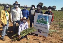 Projeto da Empaer para cultivo de gergelim exporta produção para o Japão Produção gergelim