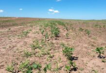 Vazio sanitário da soja começa na segunda-feira (15) em Mato Grosso
